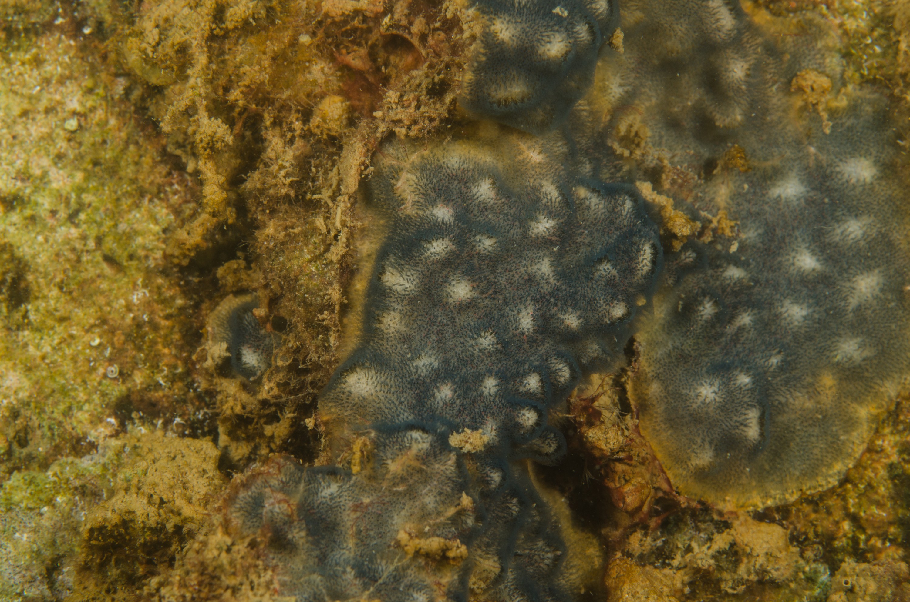 DSC_5962 – crispin, nz, new, zealand, new zealand, Bryozoan, Celleporaria,